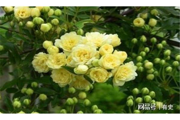 我想变成一朵花