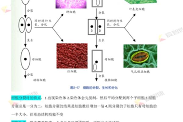 动物的结构层次