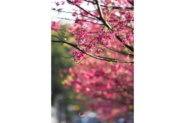 尘埃里的芬芳