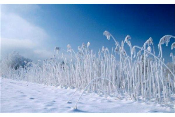 描写雪的诗句