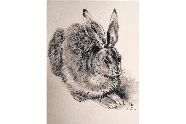 兔子绘画作品
