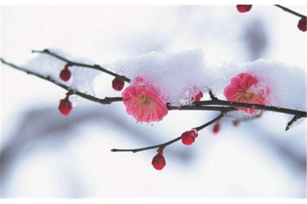 描写雪的诗句