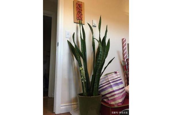 虎皮兰花图片