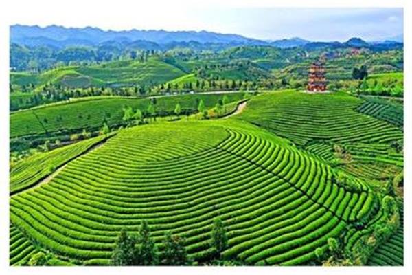 茶山风景区