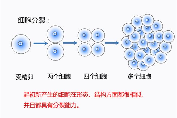 动物的结构层次