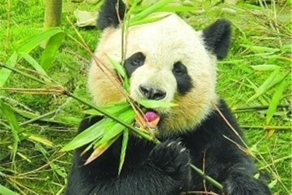 熊猫的介绍