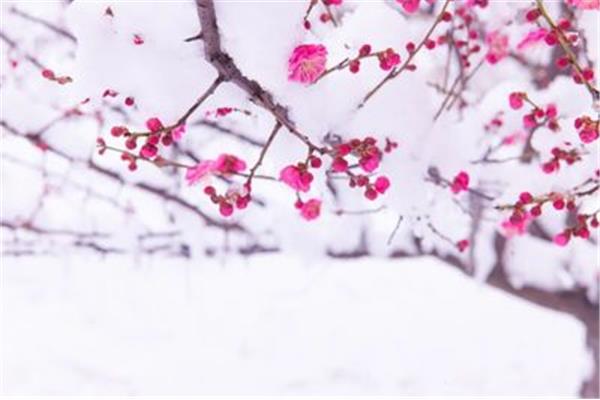 描写雪的诗句