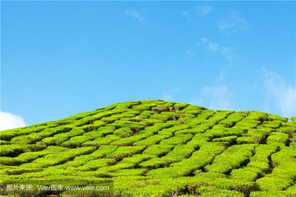 茶山风景区