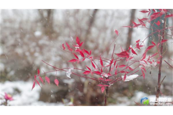 大雪纷纷何所似