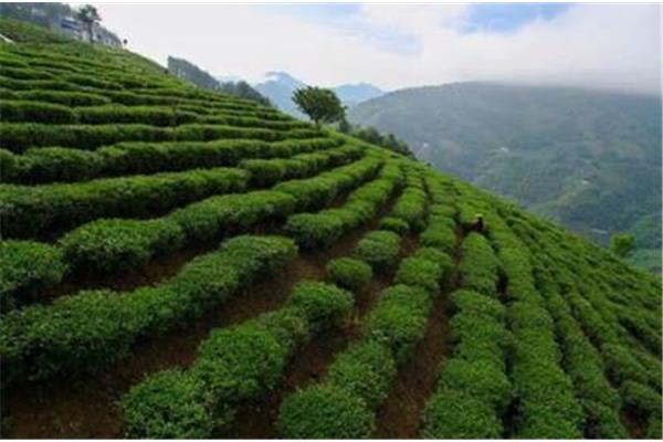 茶山风景区