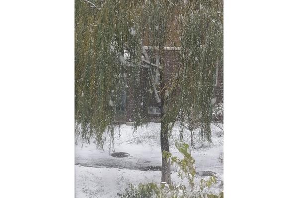 大雪纷纷何所似
