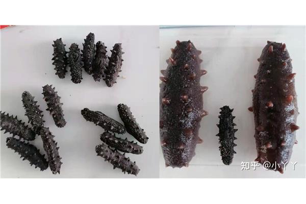 海参怎么选