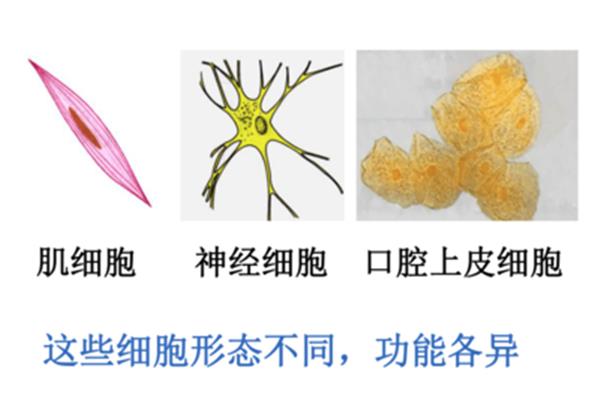 动物的结构层次