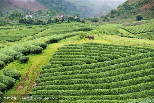 茶山风景区