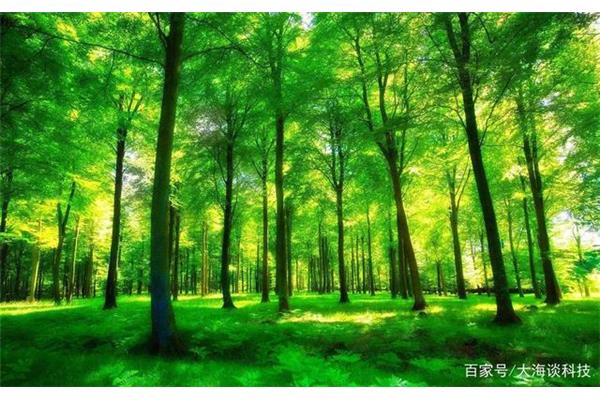 怎样保护大自然