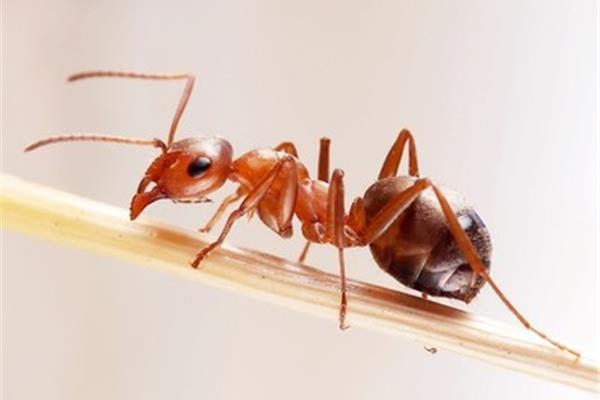 蚂蚁的外形特点