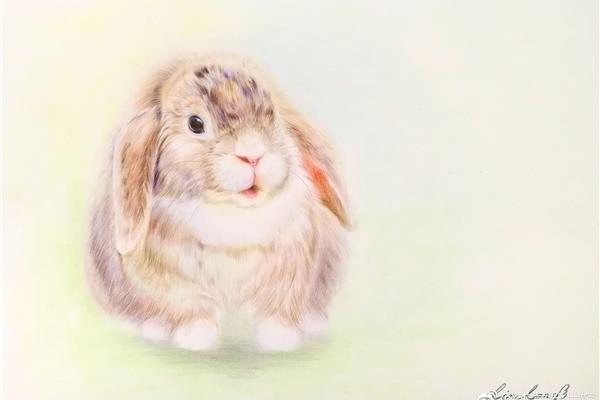 兔子绘画作品