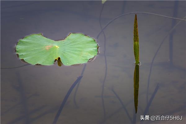 大大的荷叶像什么