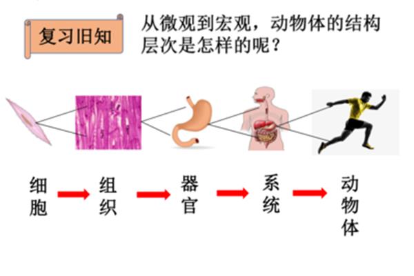 植物体的结构层次
