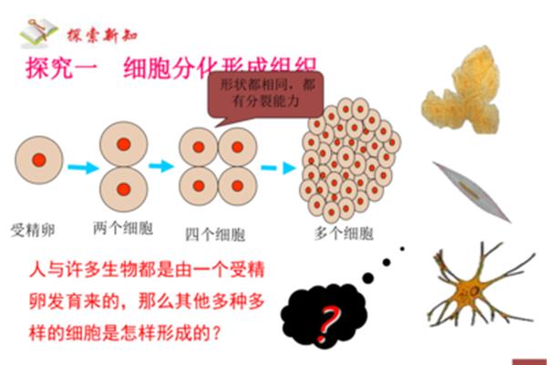 动物的结构层次