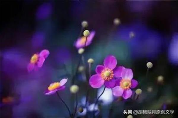 尘埃里的芬芳