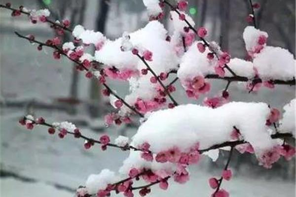 描写雪的诗句