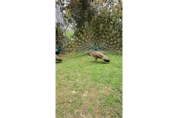 母孔雀的叫声