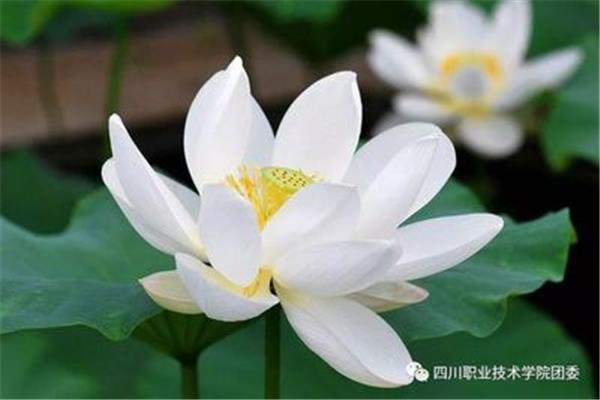 我想变成一朵花