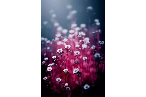 尘埃里的芬芳