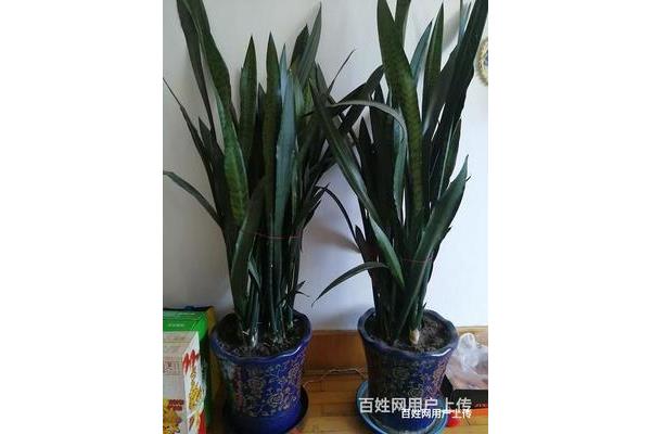 虎皮兰花图片