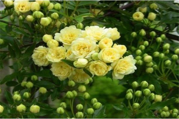 我想变成一朵花