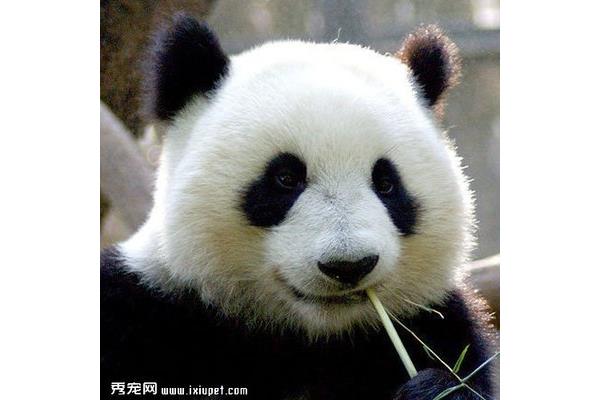 熊猫的介绍