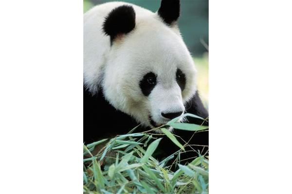 熊猫的介绍