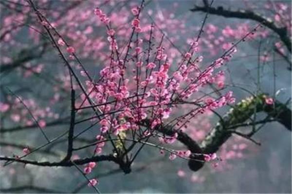 尘埃里的芬芳