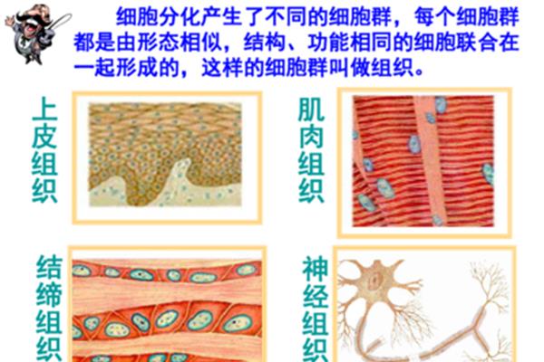 动物的结构层次