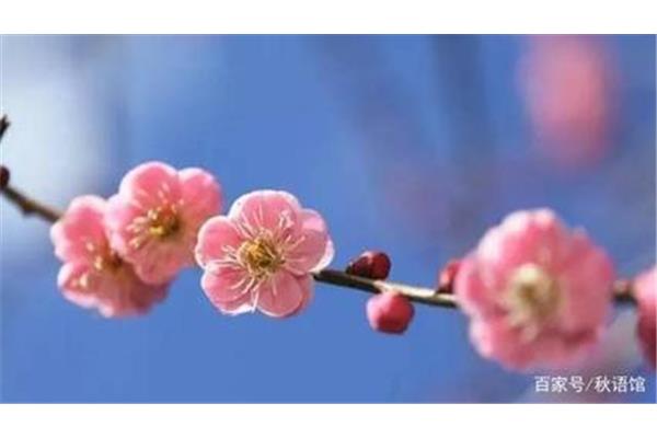 尘埃里的芬芳