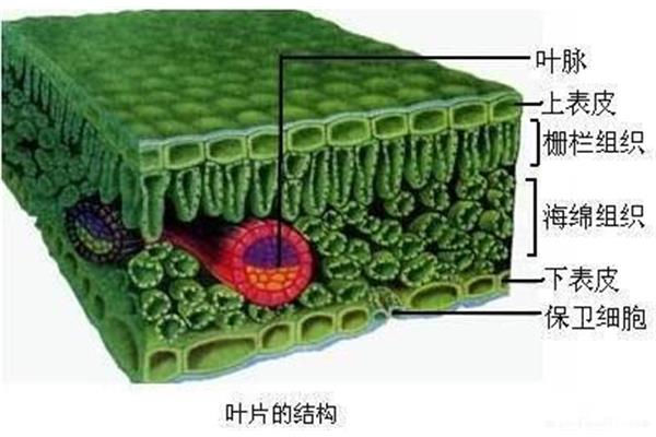 植物体的结构层次