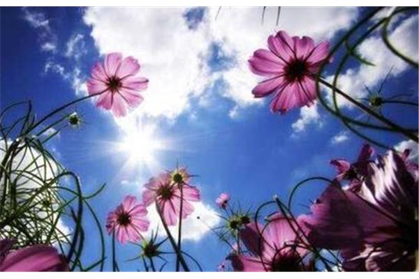 我想变成一朵花