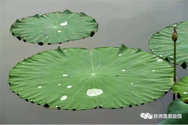 大大的荷叶像什么