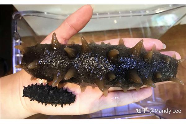 海参怎么选