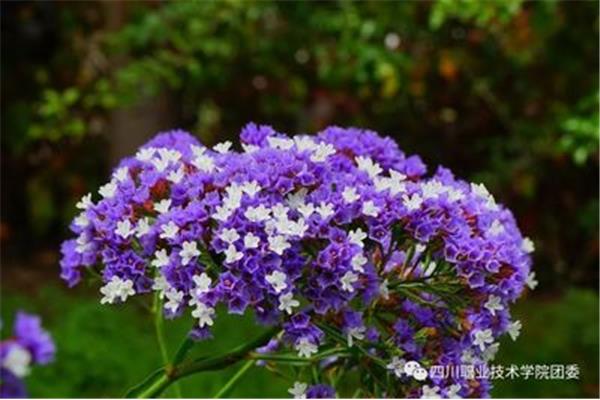 我想变成一朵花