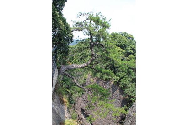 神仙居多高