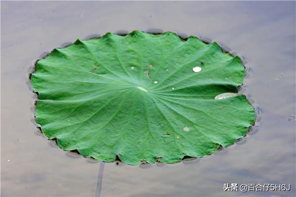 大大的荷叶像什么