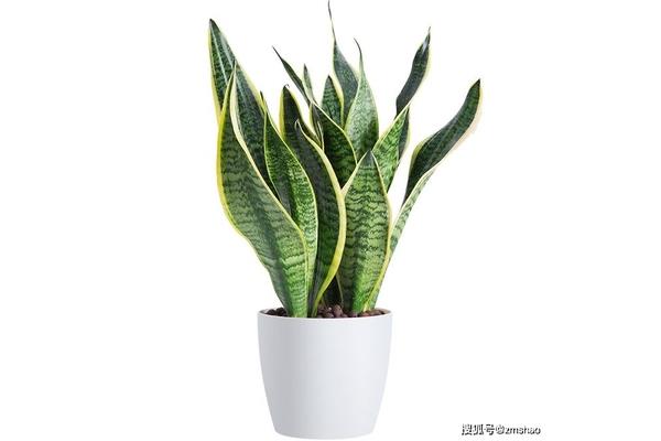 虎皮兰花图片