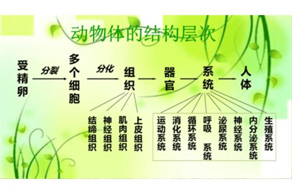 动物的结构层次