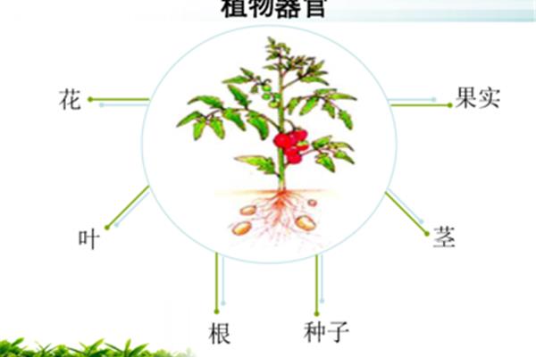 植物体的结构层次