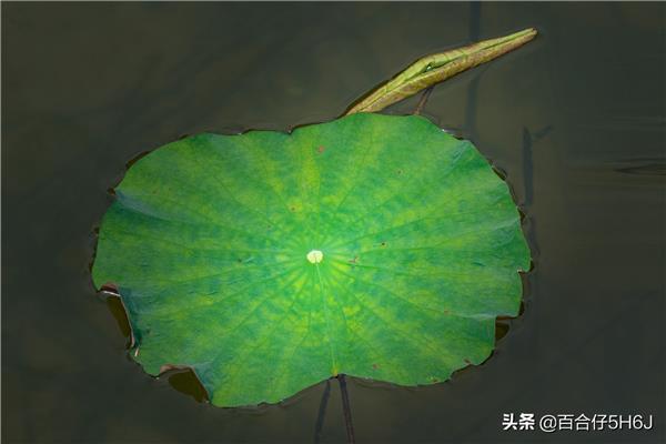 大大的荷叶像什么