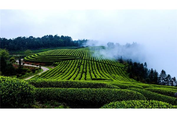茶山风景区