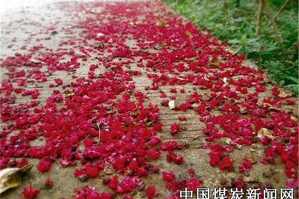 尘埃里的芬芳