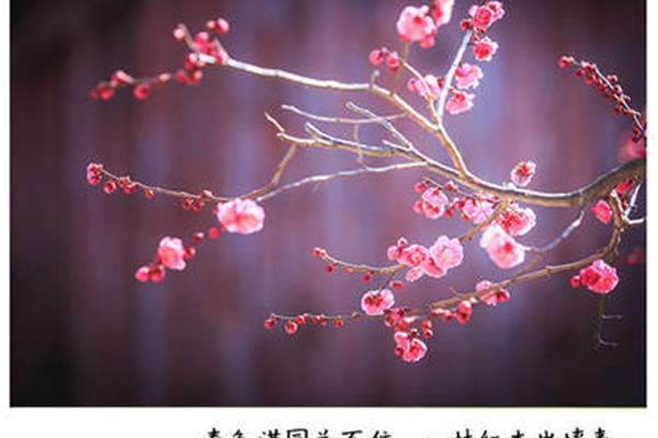 北陂杏花王安石